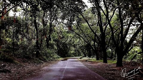 challenge_01  Euphorbia tirucalli,Firestick Plants