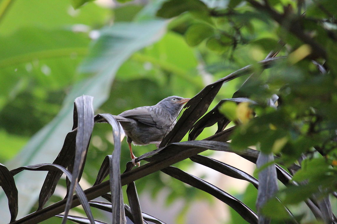14  Geotagged,India,Jungle Babbler,Turdoides striata