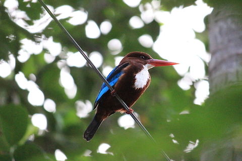 31  Geotagged,Halcyon smyrnensis,India,White-throated kingfisher