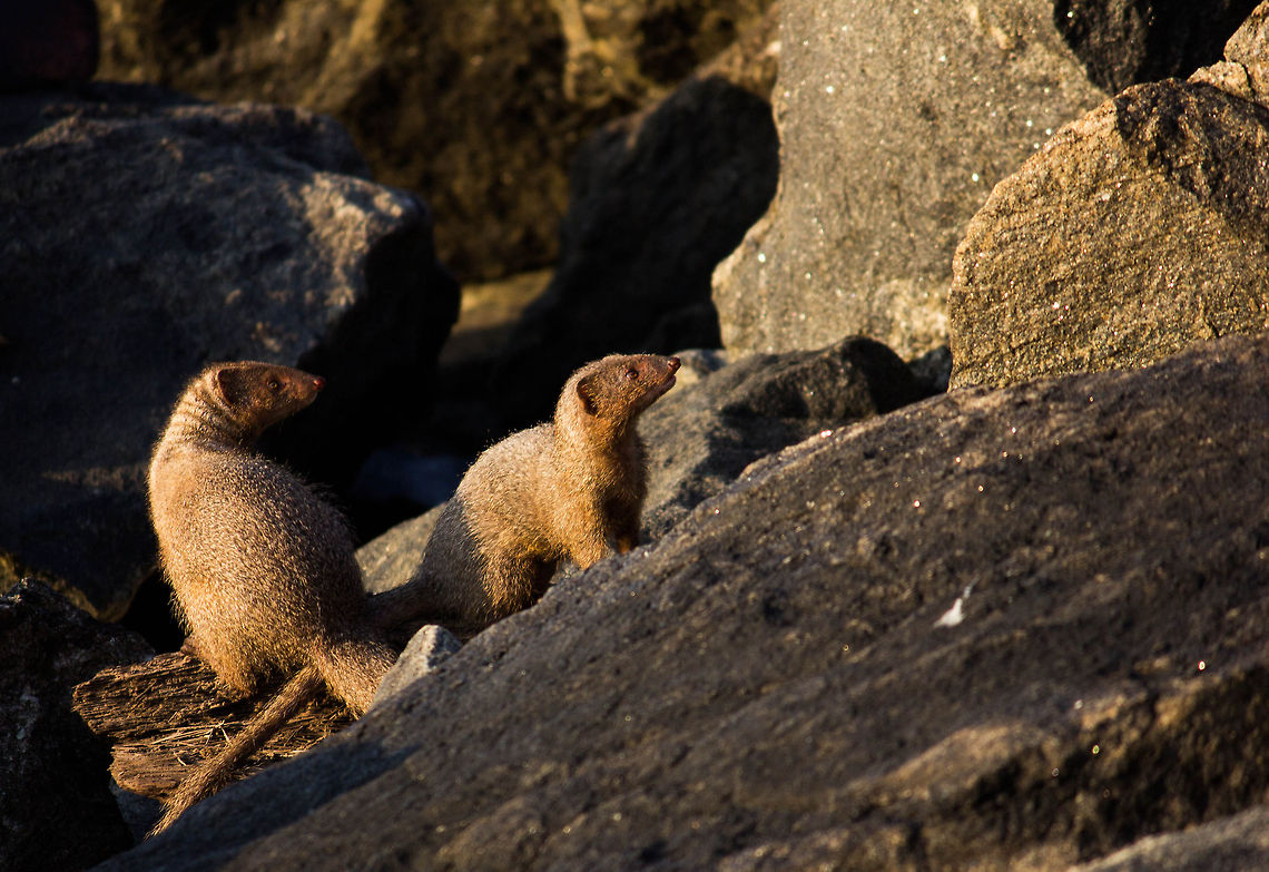 Mongoose  Geotagged,Herpestes edwardsii,India,Indian grey Mongoose