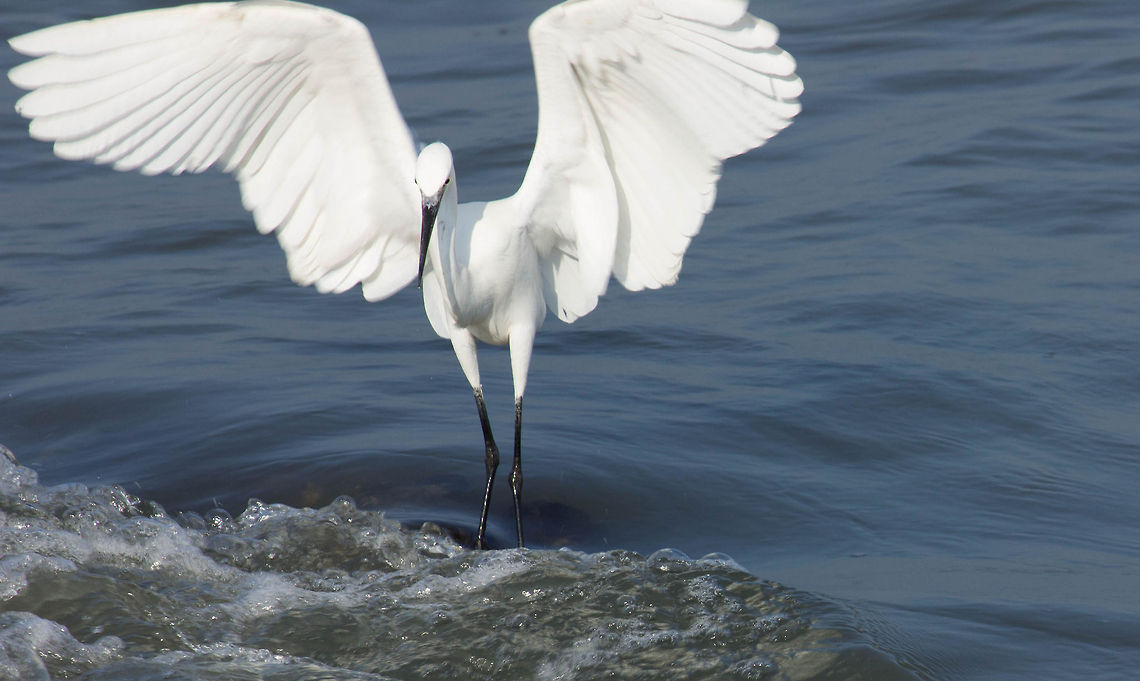 153  Ardea alba,Egretta garzetta,Geotagged,Great egret,India,Little Egret