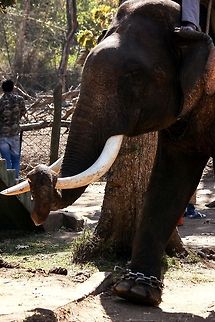 188  Asian elephant,Elephas maximus,Geotagged,India