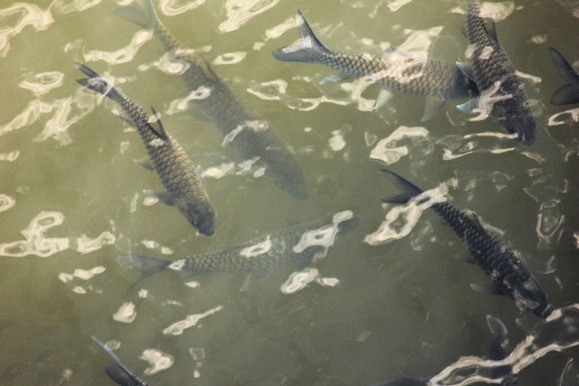 187  Ctenopharyngodon idella,Geotagged,Grass carp,India