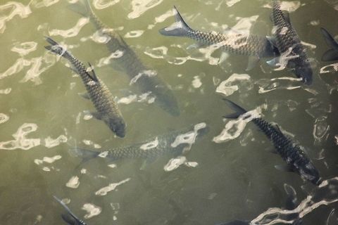 187 Ctenopharyngodon idella,Geotagged,Grass carp,India