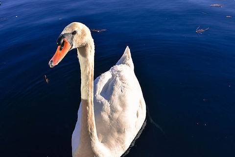 Swans Lake Eola is famous for having dozens of beautiful swans swim around and greet the people walking by! So many swans kindly stopped by to have their picture taken!  Cygnus olor,Geotagged,Mute Swan,United States