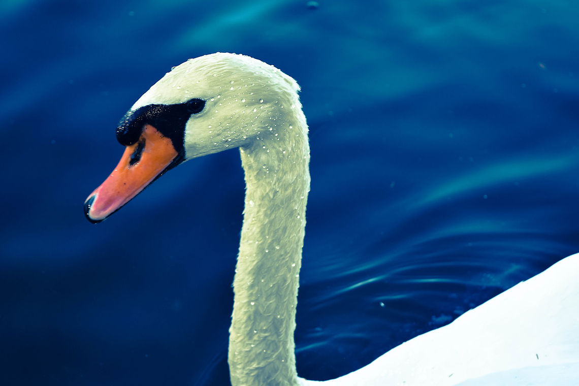 Swan Lake I was walking around Lake Eola in Orlando, Florida, this gorgeous swan let me take a photo of her.  Cygnus olor,Geotagged,Mute Swan,United States