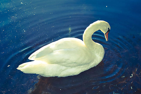 Gorgeous Swans As the sun was setting, this gorgeous swan decided to swim in the light and pose for me! Cygnus olor,Geotagged,Mute Swan,United States