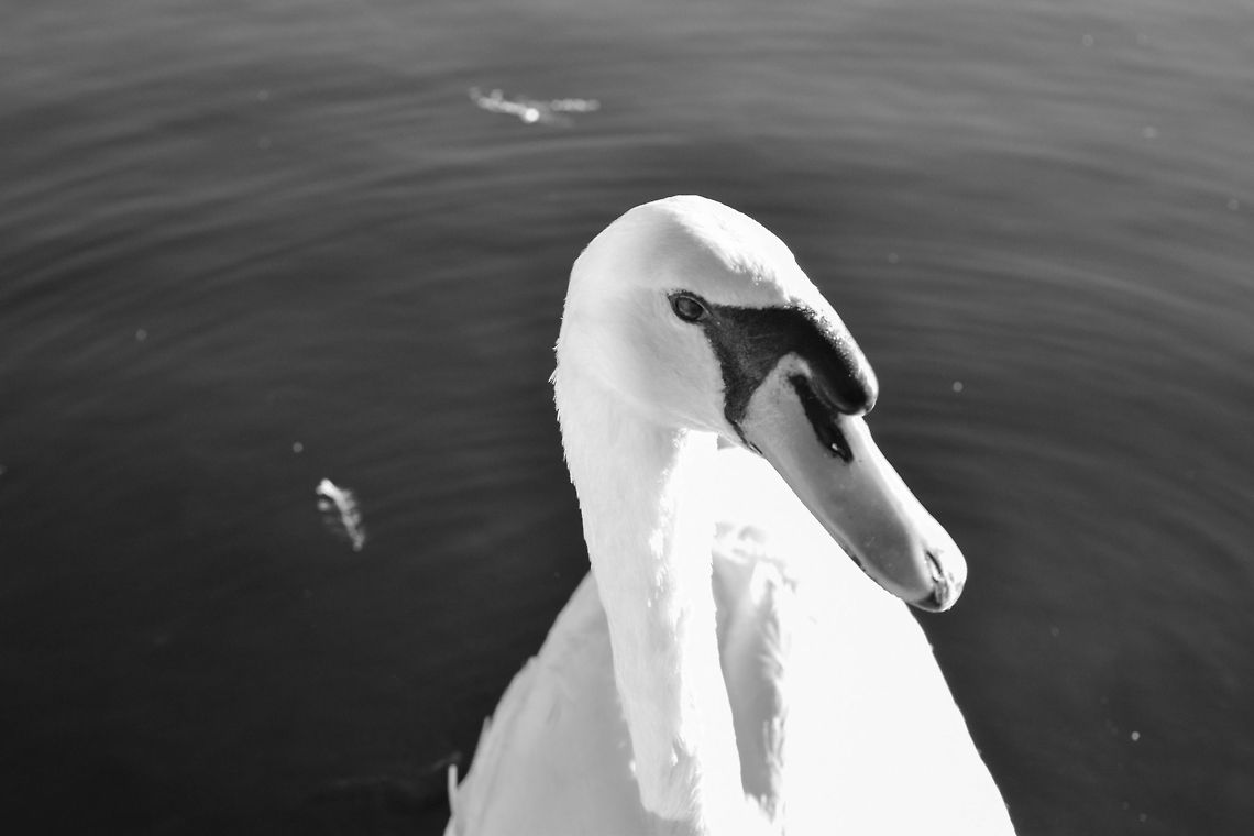 Black and White This is a non zoomed close up for a swan and who doesn't like a black or white photo of a gorgeous animal! Cygnus olor,Geotagged,Mute Swan,United States