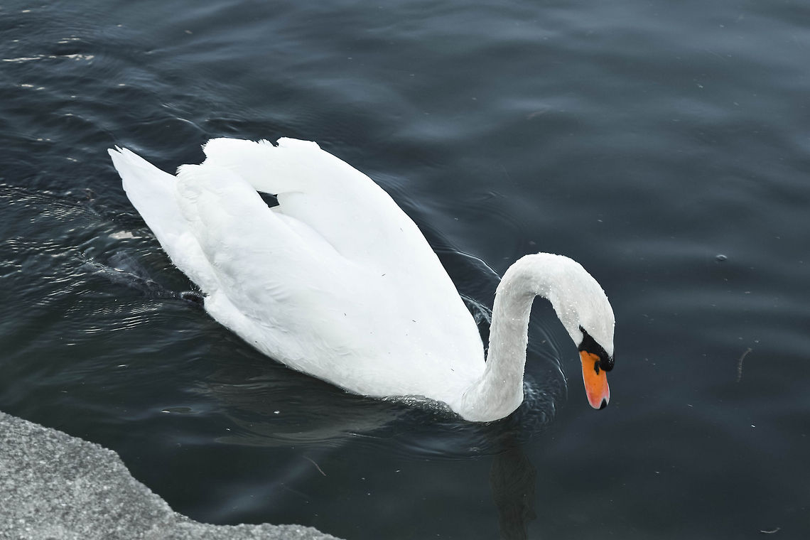 Mute Swan The reason I love this picture so much is because he orange beak radiates within his white skin and water.  Cygnus olor,Geotagged,Mute Swan,United States
