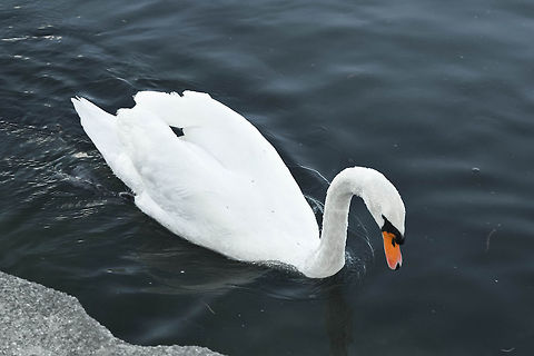 Mute Swan The reason I love this picture so much is because he orange beak radiates within his white skin and water.  Cygnus olor,Geotagged,Mute Swan,United States