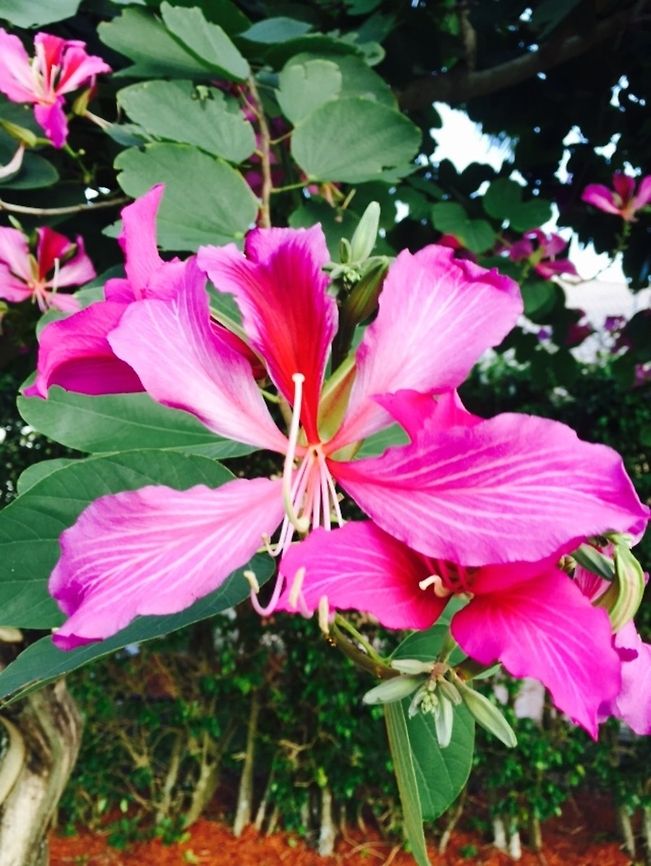 Orchid tree While on my rainy and groggy walk in my neighborhood, this radiant flower color popped out!  Geotagged,Phanera variegata,United States