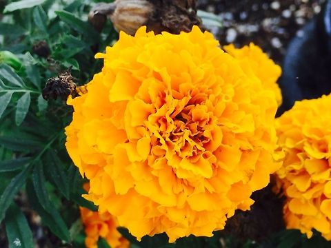 Yellow Peony Another flower that got my attention was the yellow Peony, growing throughout the neighborhood.  Geotagged,United States