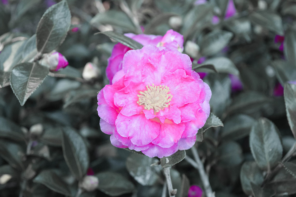 Camellia The pink flower radiates against the large green bush and the yellow radiates against the bright pink color.  Camellia sasanqua,Christmas Camellia,Geotagged,United States