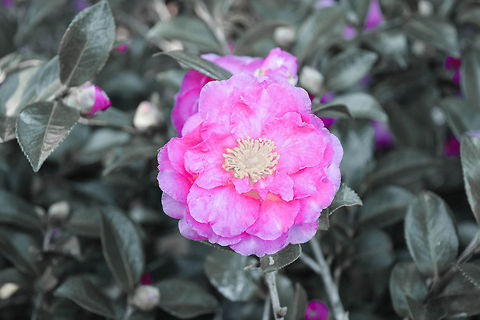 Camellia The pink flower radiates against the large green bush and the yellow radiates against the bright pink color.  Camellia sasanqua,Christmas Camellia,Geotagged,United States