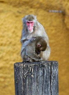 Monkey's Moscow zoo Geotagged,Japanese macaque,Macaca fuscata,Russia