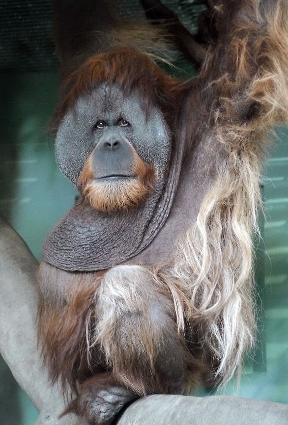 Orangutan Moscow zoo Pongo abelii,Sumatran orangutan