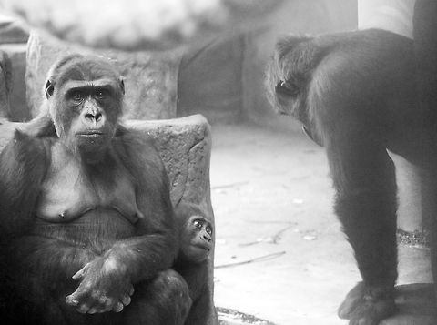 Gorilla family in Moscow zoo  Geotagged,Gorilla gorilla gorilla,Russia,Western lowland gorilla