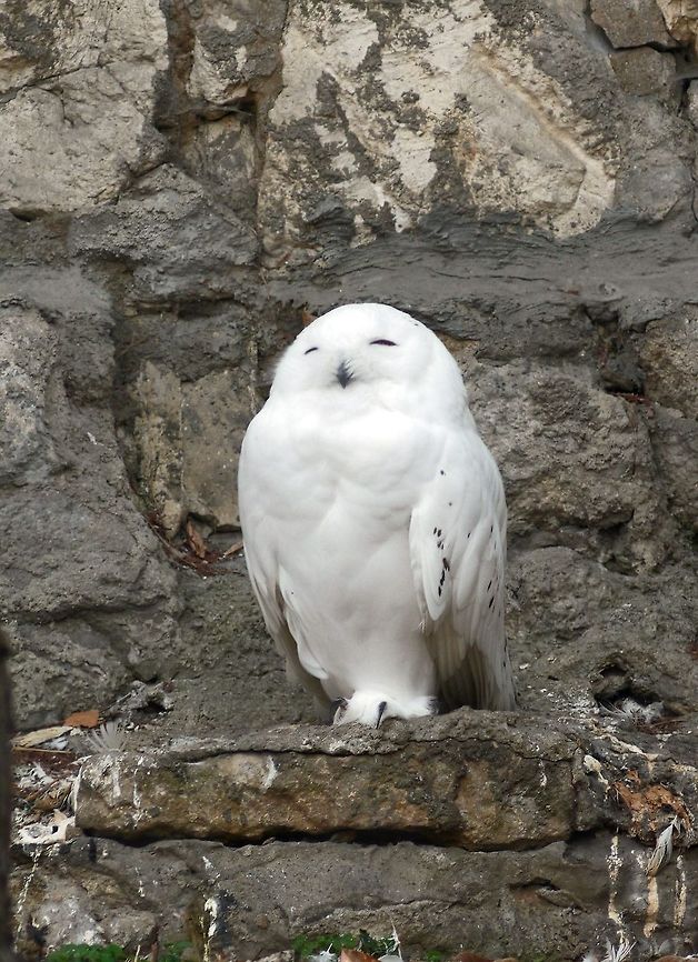 White owl Moscow zoo Bubo scandiacus,Geotagged,Russia,Snowy Owl