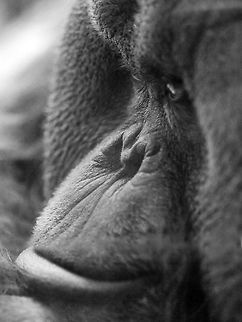 b/w portrait Moscow zoo Geotagged,Pongo abelii,Russia,Sumatran orangutan