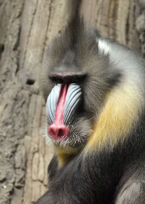 Portrait  Mandrill,Mandrillus sphinx