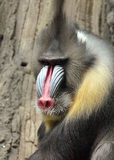 Portrait  Mandrill,Mandrillus sphinx