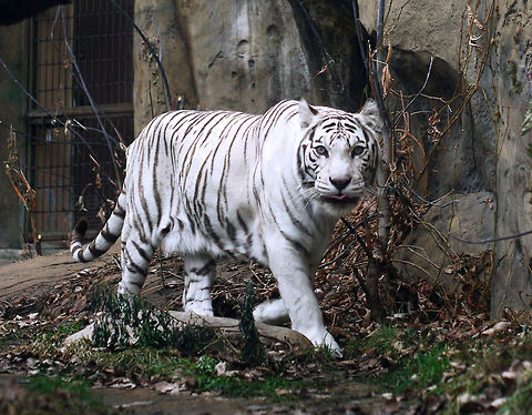 White tiger  Bengal tiger,Geotagged,Panthera tigris tigris,Russia