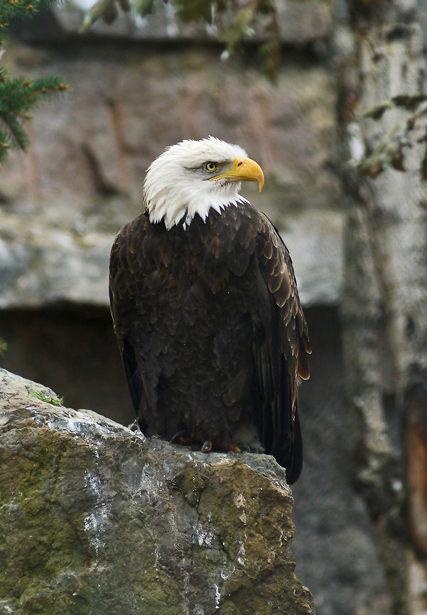 Eagle / Moscow zoo  Bald Eagle,Geotagged,Haliaeetus leucocephalus,Russia