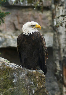 Eagle / Moscow zoo  Bald Eagle,Geotagged,Haliaeetus leucocephalus,Russia