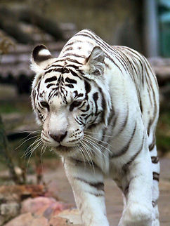 White tiger Moscow zoo Bengal tiger,Geotagged,Panthera tigris tigris,Russia