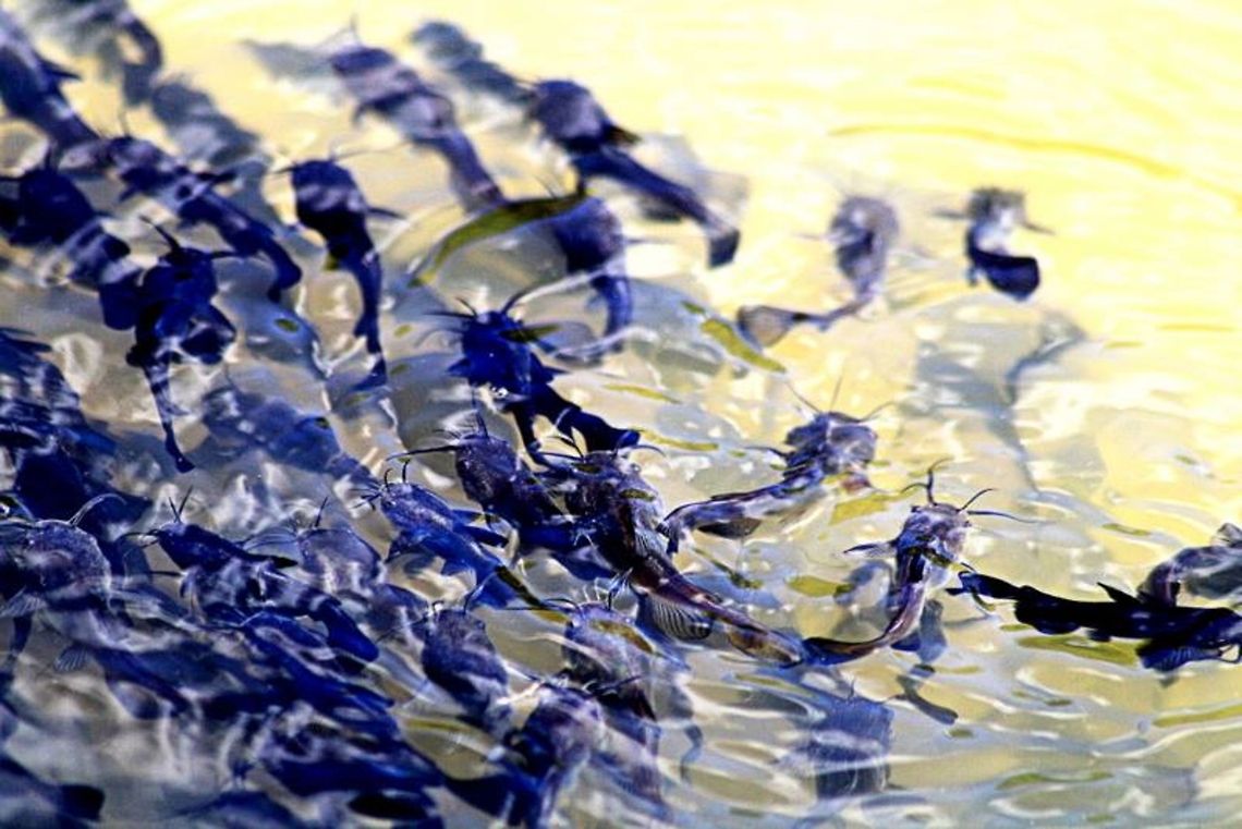 kittyfish A school of baby catfish frolic in pond at the Mines of Spain in Dubuque, Iowa. Ameiurus natalis,Dubuque,Iowa,Mines of Spain,Yellow bullhead,catfish,fish