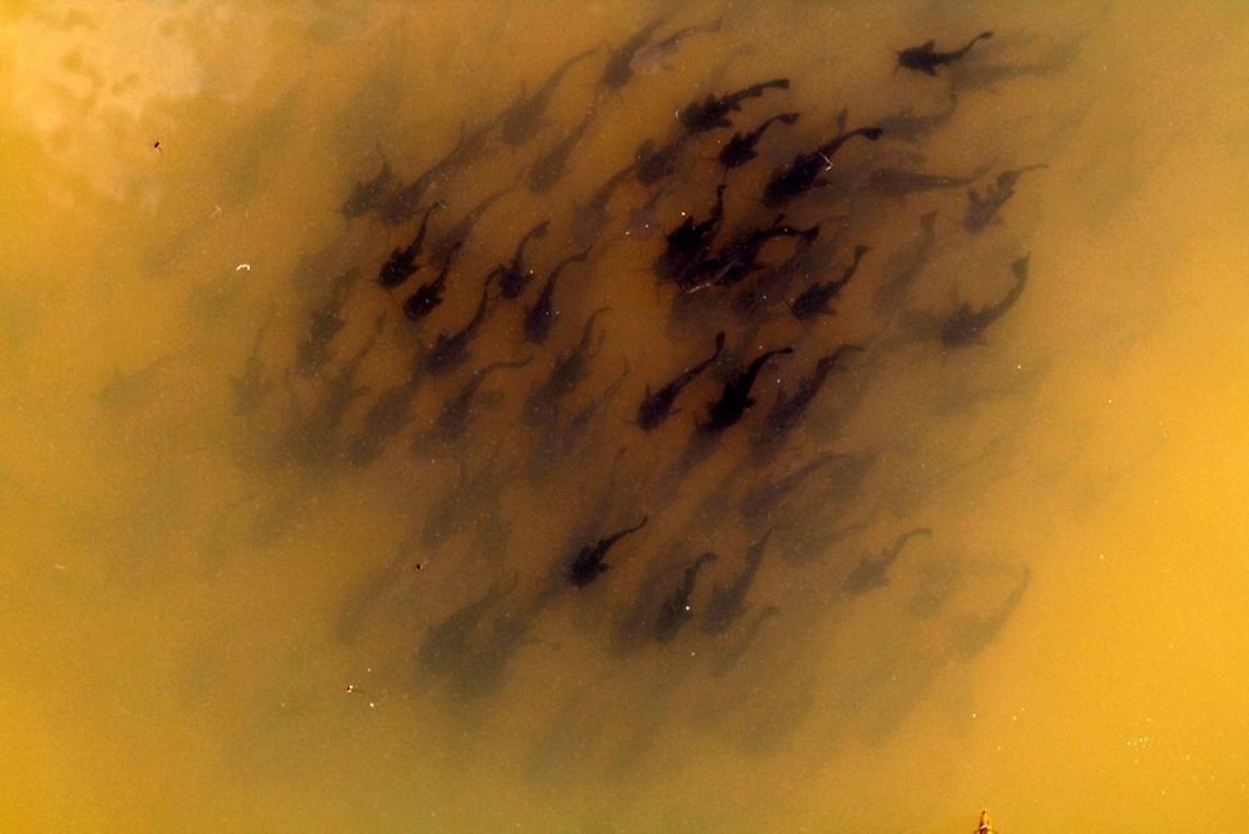 kittyfish2 A school of baby catfish frolic beneath a pond at the Mine of Spain in Dubuque, Iowa.  Ameiurus natalis,Dubuque,Iowa,Mines of Spain,Yellow bullhead,catfish,fish