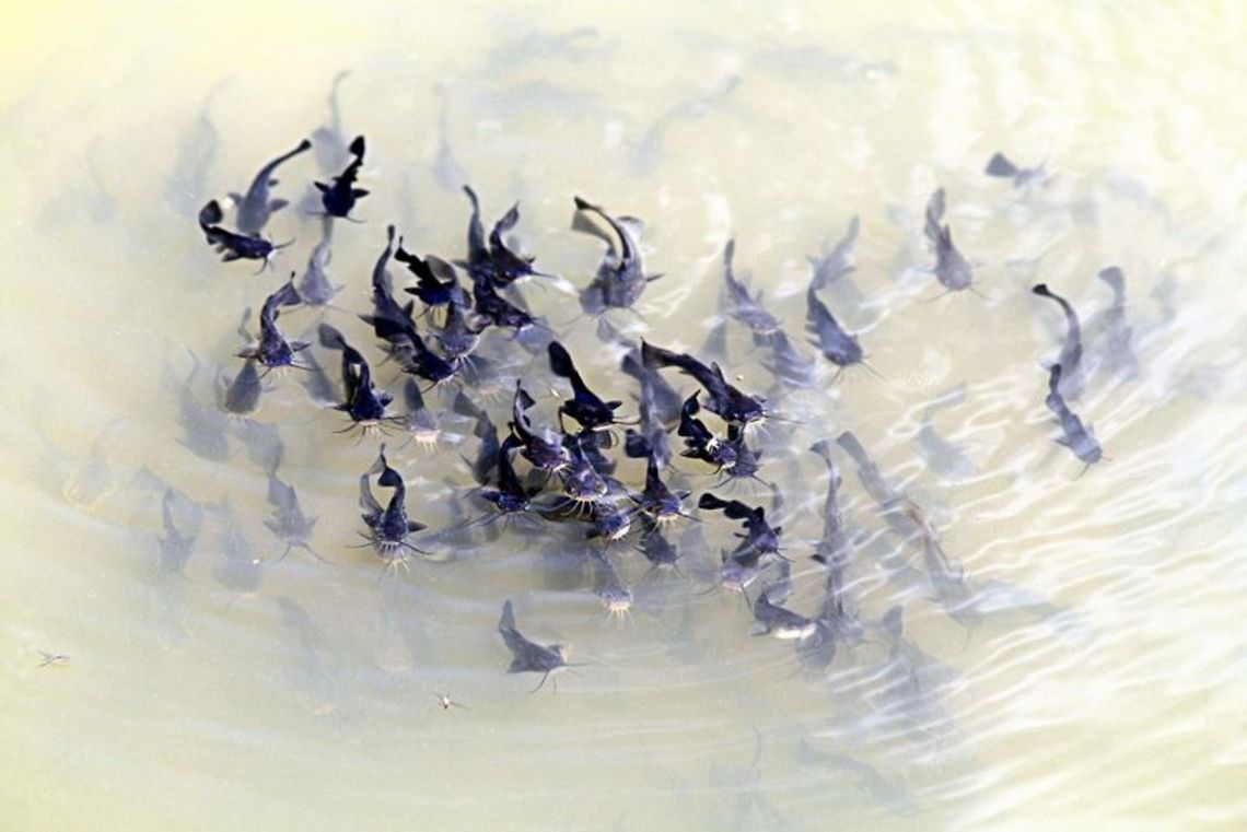 kittyfish3 A school of baby catfish frolic in a pond at the Mines of Spain in Dubuque, Iowa.  Ameiurus natalis,Dubuque,Iowa,Mines of Spain,Yellow bullhead,catfish,fish
