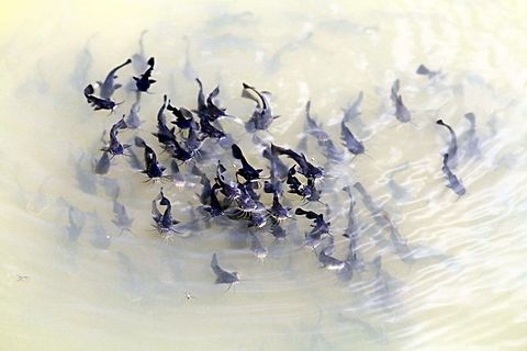 kittyfish3 A school of baby catfish frolic in a pond at the Mines of Spain in Dubuque, Iowa.  Ameiurus natalis,Dubuque,Iowa,Mines of Spain,Yellow bullhead,catfish,fish