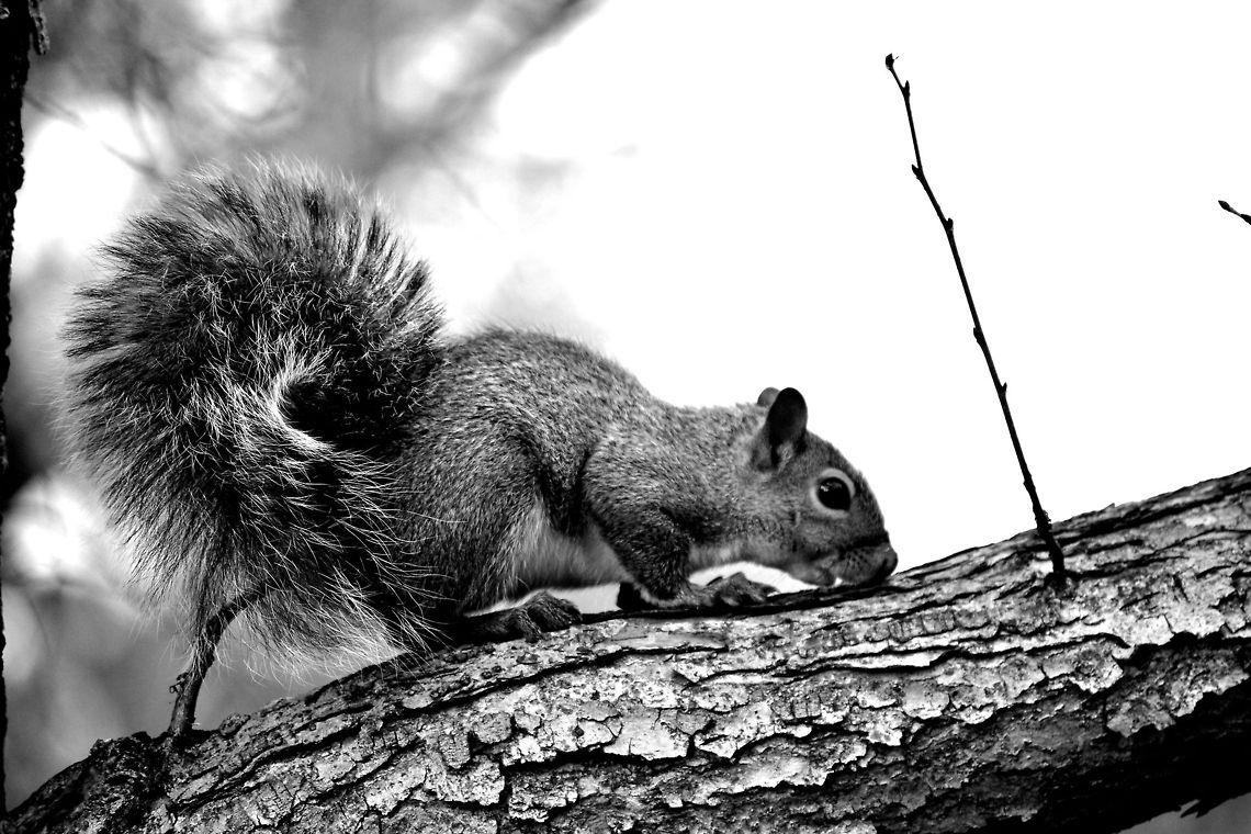 Squirrel  American red squirrel,Tamiasciurus hudsonicus