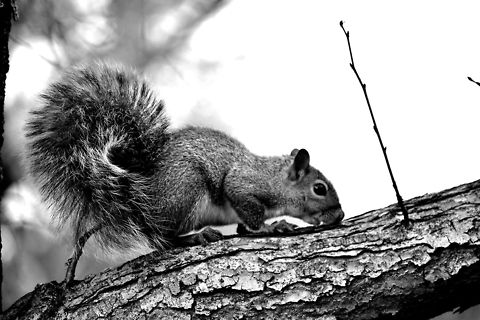 Squirrel  American red squirrel,Tamiasciurus hudsonicus