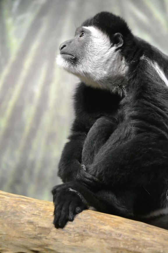 Contemplating  Angola colobus,Colobus angolensis,Colobus guereza,Mantled guereza