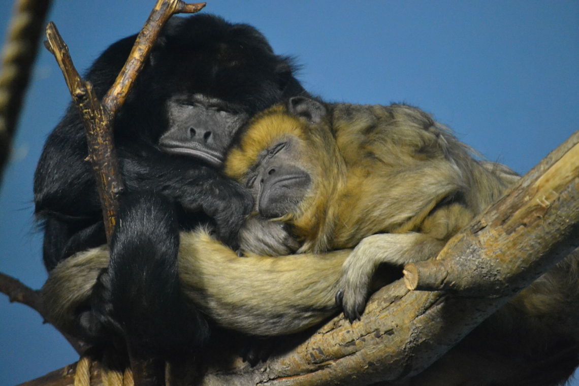 Monkeys  Alouatta caraya,Black howler