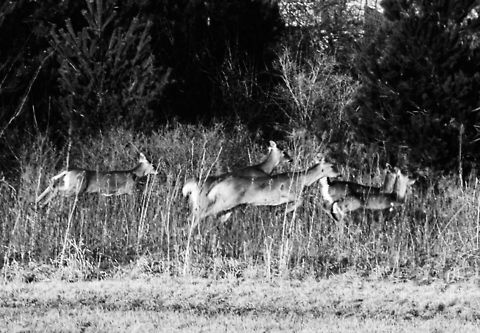 Deer  Odocoileus virginianus,White-tailed Deer