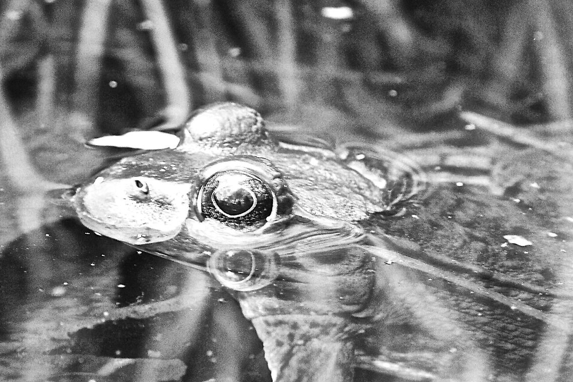 Toad  American toad,Anaxyrus americanus,Bufo americanus,Sofia-Nikon