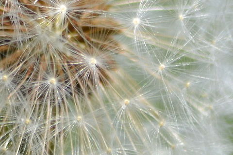 Dandelion  Common dandelion,Taraxacum officinale