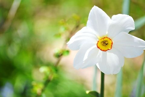 Daffodil  Narcissus poeticus,Poets Daffodil