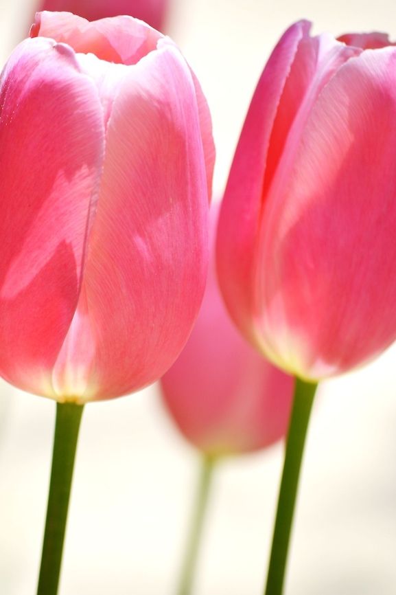 Tulips  Tulipa humilis,tulipa humilis