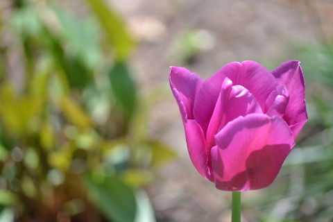 Tulips  Tulipa humilis,tulipa humilis