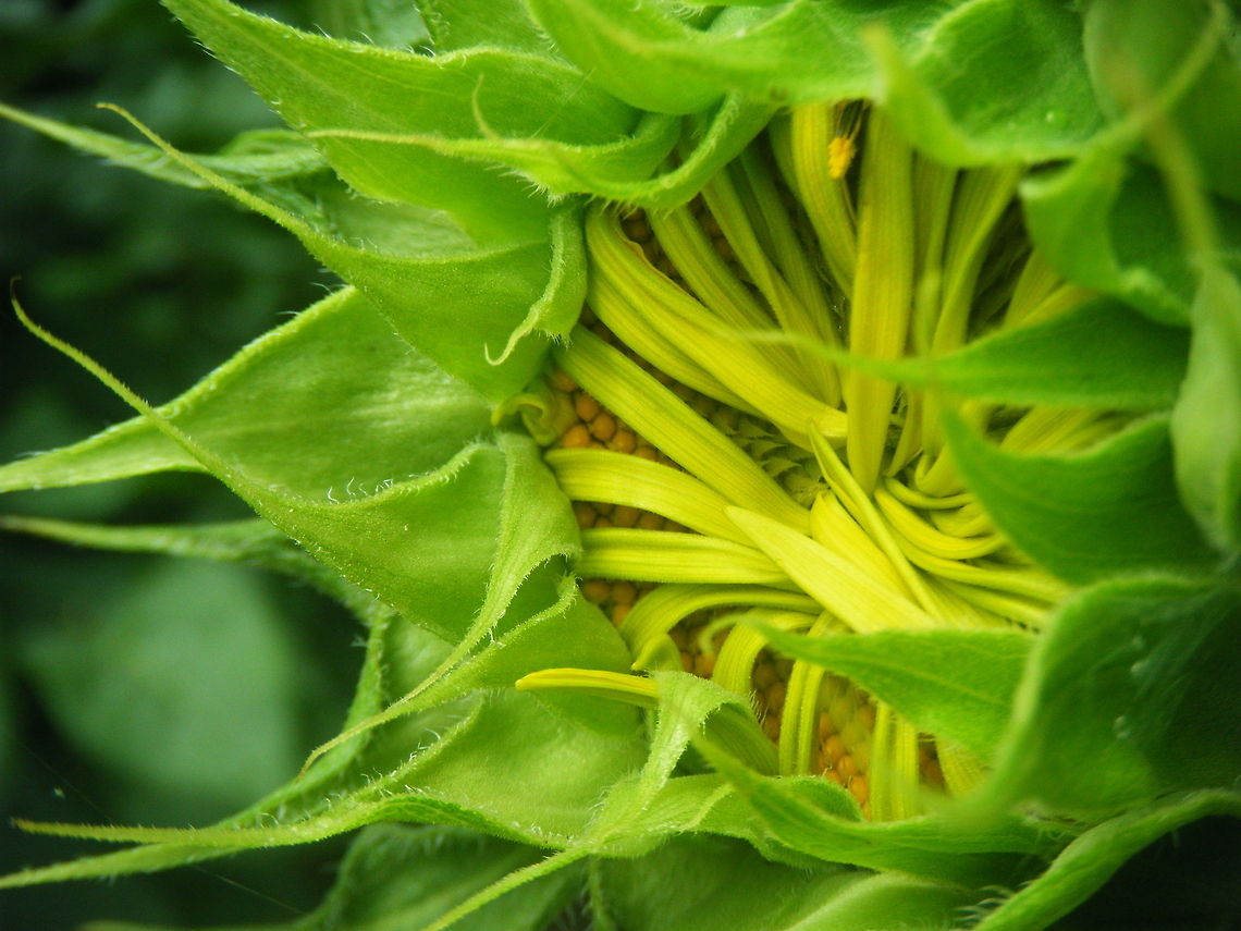 Sunflower  Common sunflower,Helianthus annuus