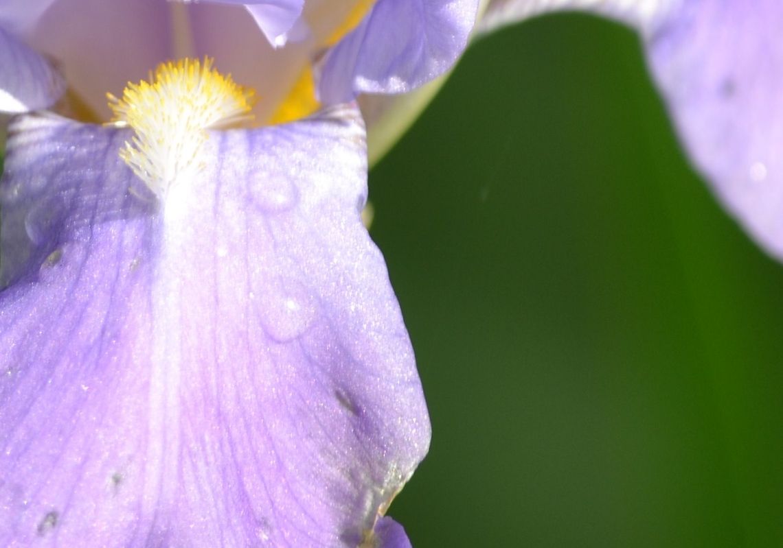 German Iris  German Iris,Iris ensata,Iris germanica,Japanese iris
