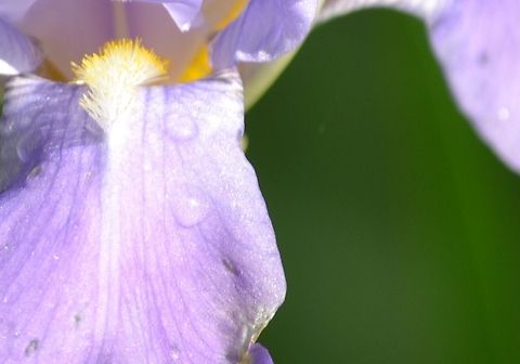 German Iris  German Iris,Iris ensata,Iris germanica,Japanese iris