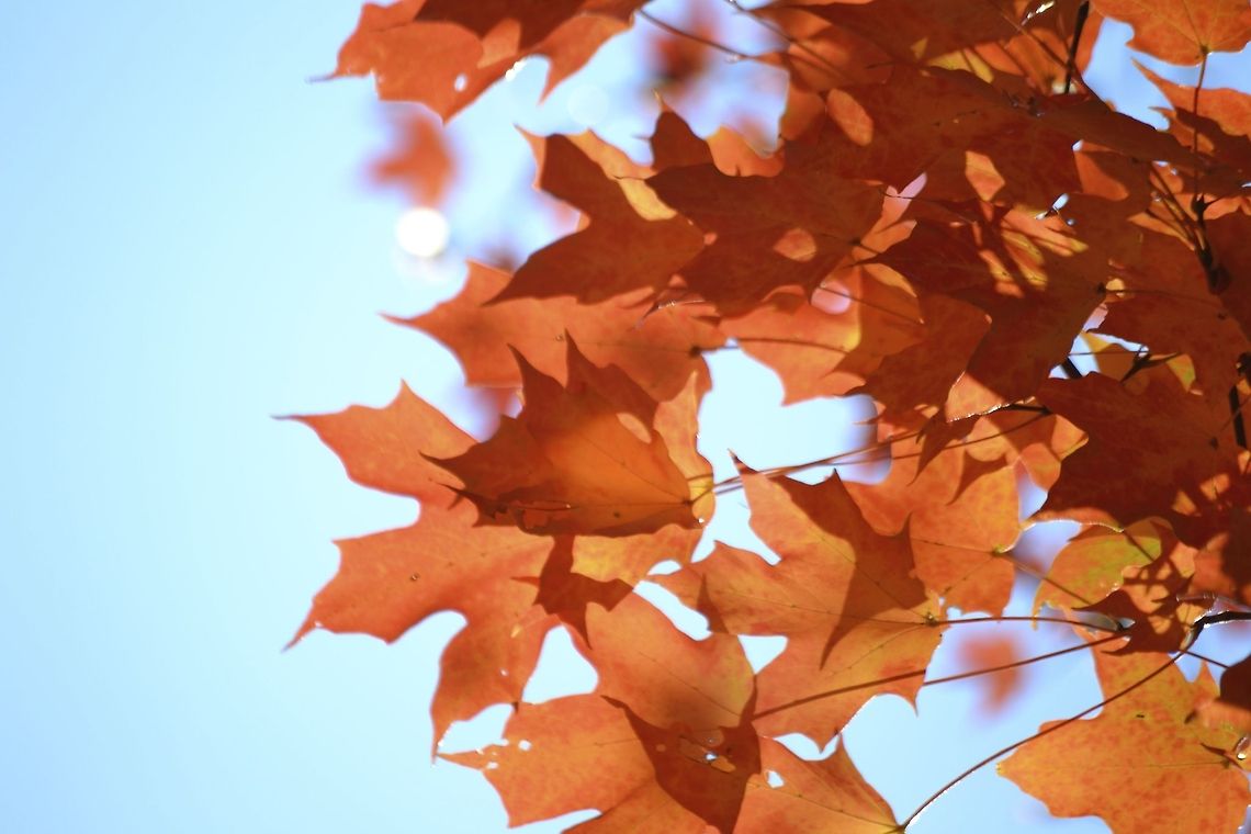Maple  Acer saccharum,Sugar Maple