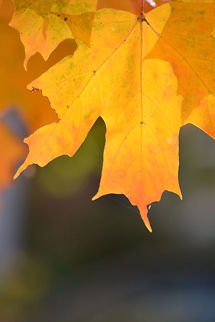 Maple  Acer saccharum,Sugar Maple