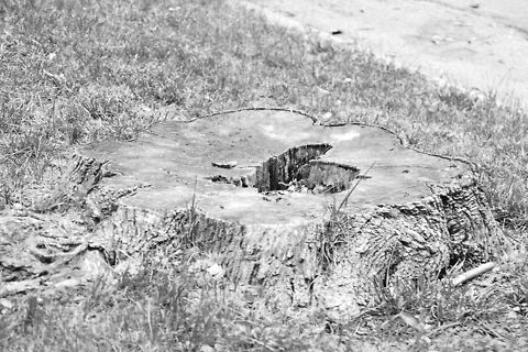 Stump  English oak,Quercus robur