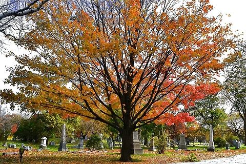 Maple  Acer saccharum,Sugar Maple